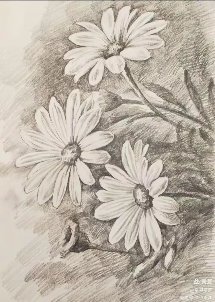 素描花卉(四)《野菊花》